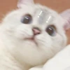 Koteki 5