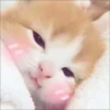 KITTEN MOODs 6