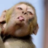 cutie monkey 8
