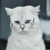Kittens Clau 5