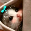 Kittens Clau 6
