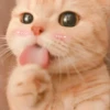Kittens Clau 7