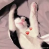 meow 7