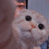 Kittens Clau 9