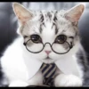 Kittens Clau 10