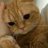 Kittens Clau 11