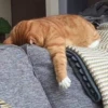 Kittens 6