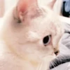 meow 9