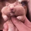 lil hᥲms 6