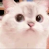 meow 10