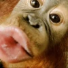 cutie monkey 11