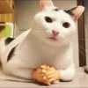 Kittens 7