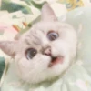 Kittens Clau 12