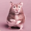 lil hᥲms 9
