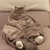 Kittens 9