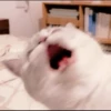 meow 11