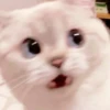 meow 12