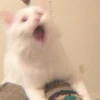 KITTEN MOODs 10