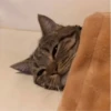 Kittens 10
