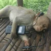 cutie monkey 14
