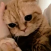 meow 13