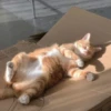 Kittens 11