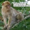 Emang kemarin raca ada berita apa ya