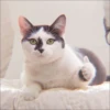 KITTEN MOODs 12