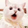 meow 14