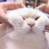 KITTEN MOODs 13