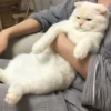 Kittens 13