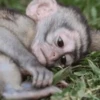 cutie monkey 15