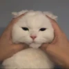 Kittens 14