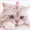 KITTEN MOODs 16
