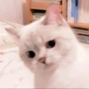 meow 15