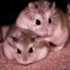 lil hᥲms 15