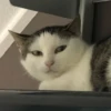 Kittens 18