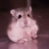 lil hᥲms 16