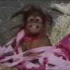 cutie monkey 16