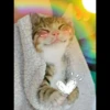 Kittens Clau 14