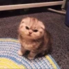 Kittens 19