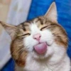 Kittens Clau 15