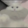 Kittens 20