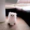 meow 16