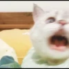 Koteki 14