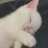 Kittens Clau 16
