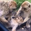 cutie monkey 19