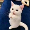 Kittens Clau 19