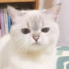 Koteki 18