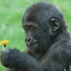 cutie monkey 20